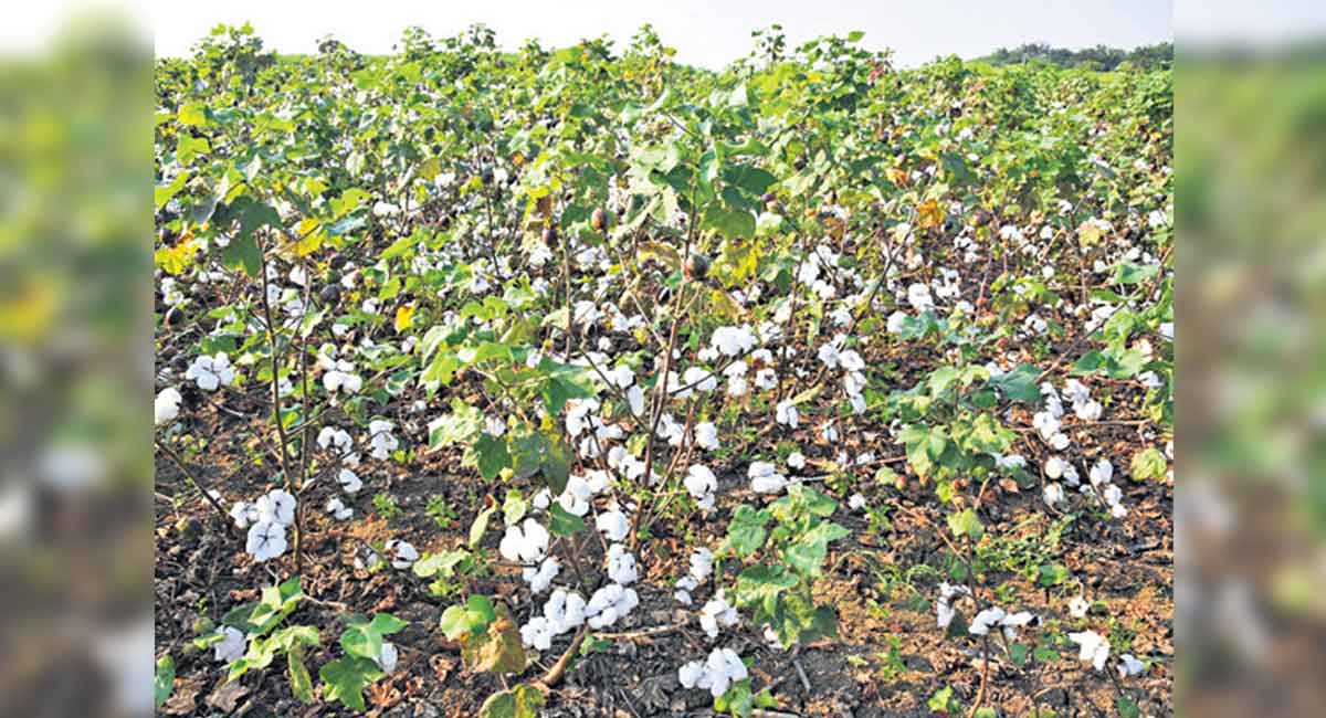 Illegal HtBt cotton acreage continues to rise