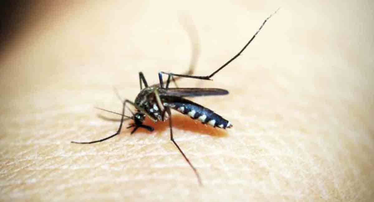 Dengue alert in GHMC, people urged to take precautions