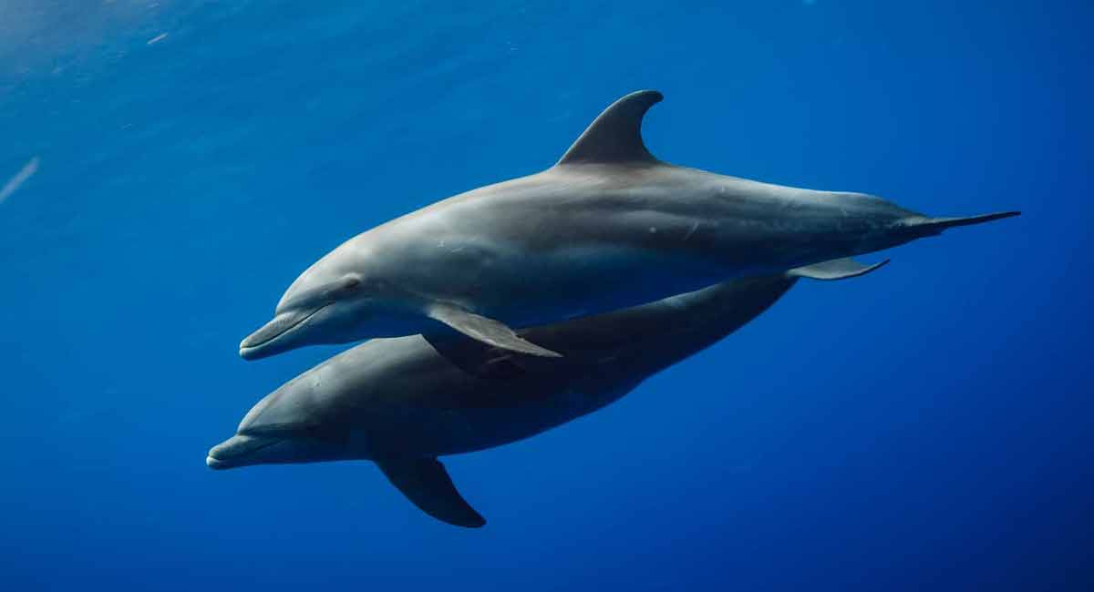 Synchronised swimming makes dolphins optimistic: Study