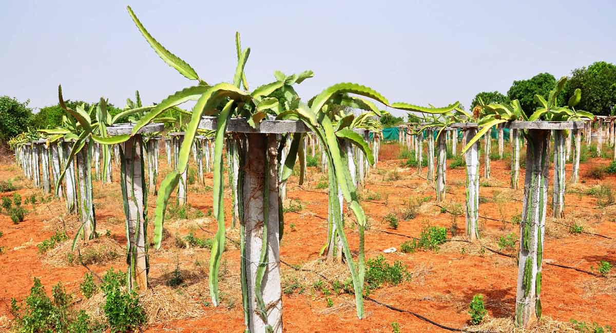 Farmers reap riches with exotic dragon fruit farming in Jangaon