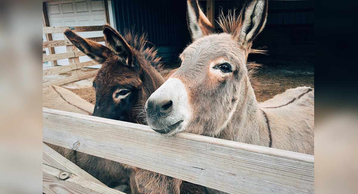 First donkey farm in Karnataka opens in Bantwal