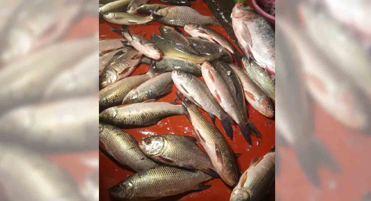 Telangana: Fish-laden truck overturns, villagers make off with catch