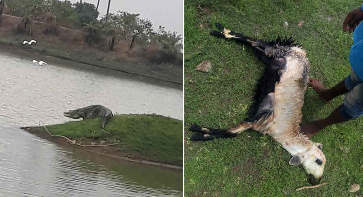 Jagtial: Crocodile kills sheep at Peddacheruvu