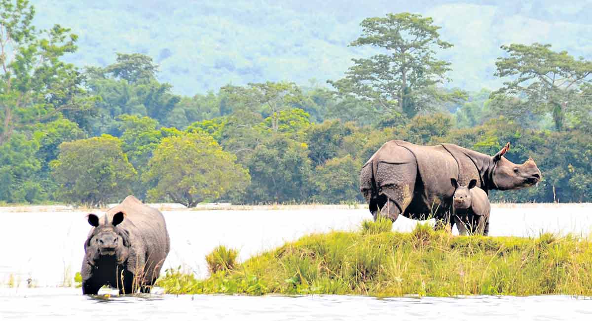 Understanding the species around us