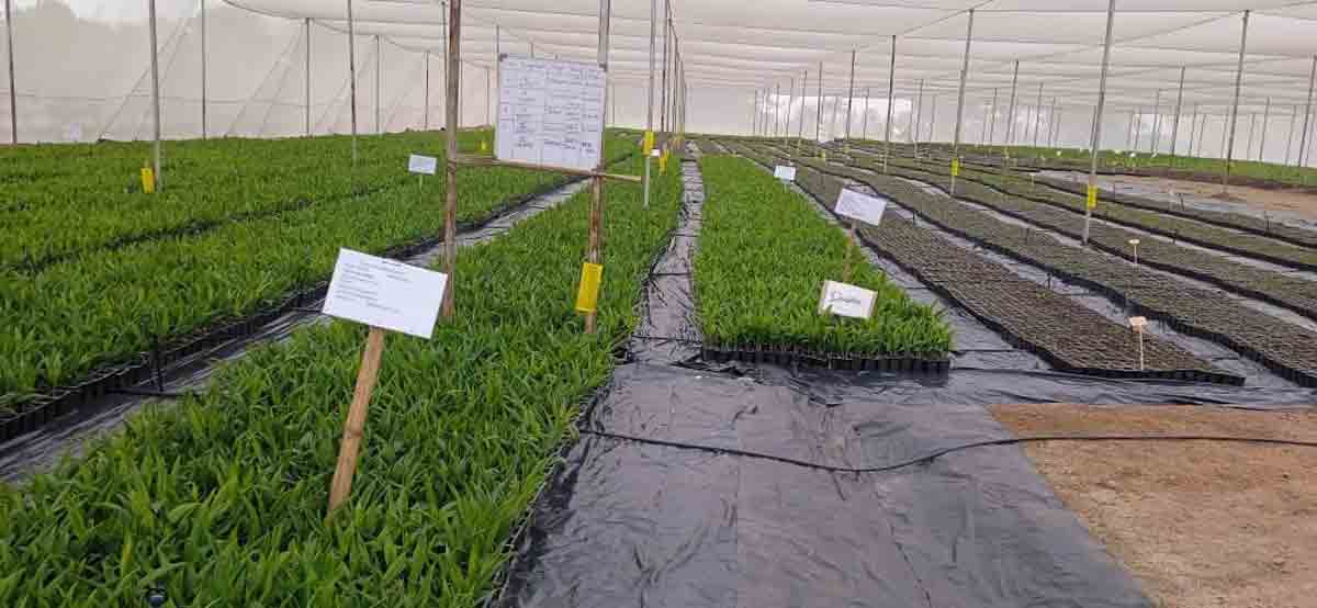 Telangana govt’s micro irrigation push yields great results for horticulture farmers