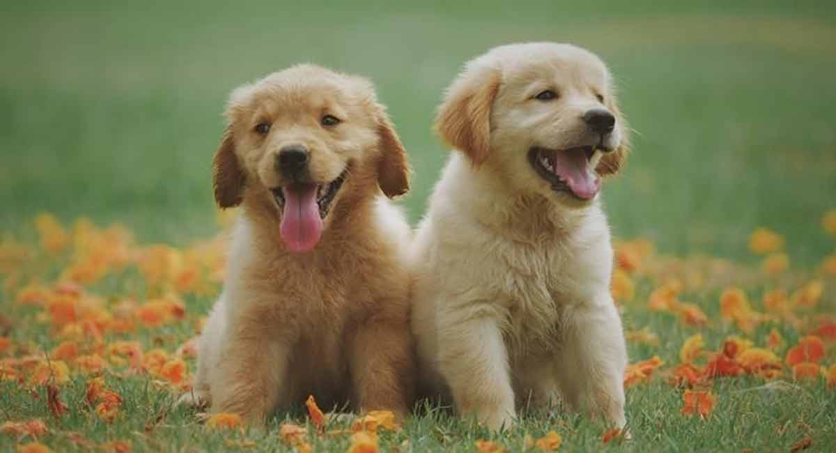 5 most important vaccinations for dogs