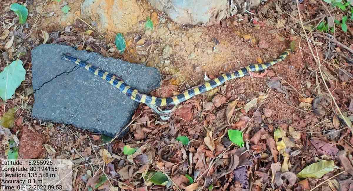 Rare banded krait or Bangaru Katlapamu found dead in Mulugu district after several years