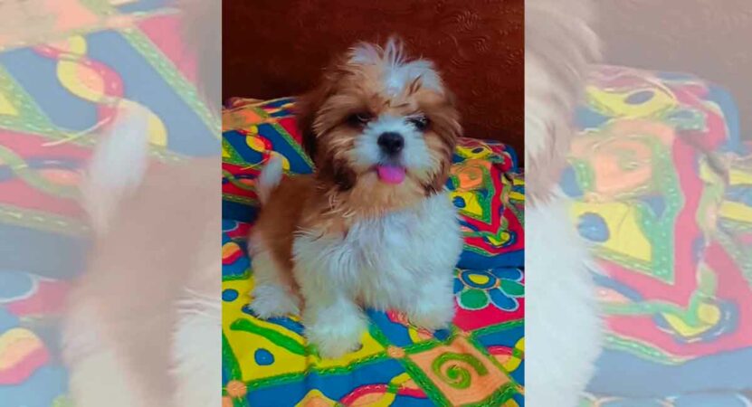 Hyderabad: Stolen Shih Tzu puppy returned after theft goes viral on social media