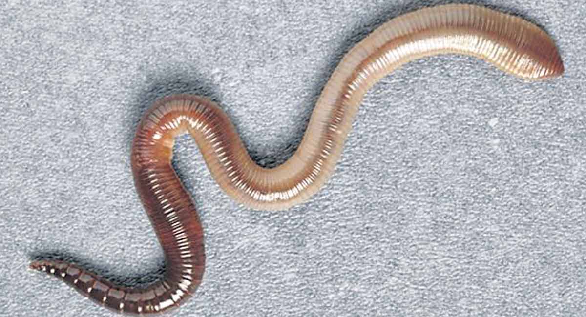 Know these interesting biological facts