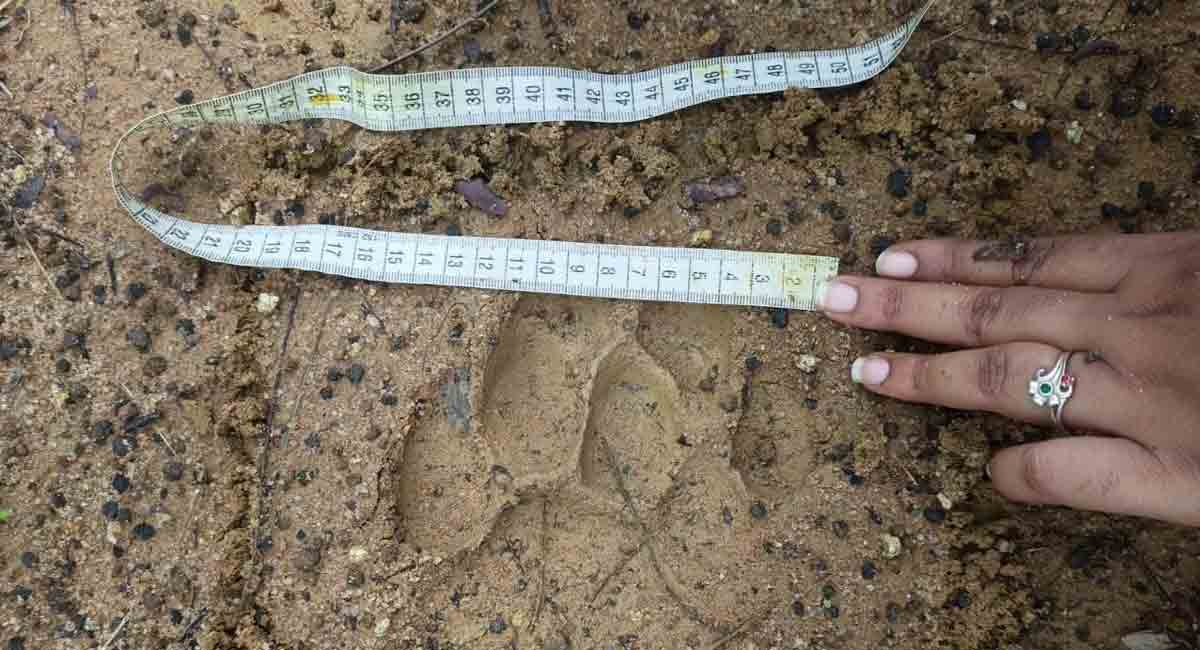 Tiger pugmarks identified near KTK1 mine in Bhupalpally