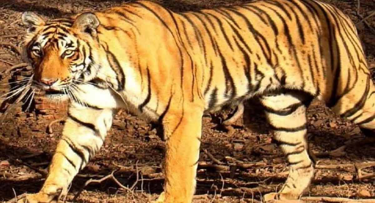 Sensor cameras, cage set up to catch man-eater tigress in Dudhwa