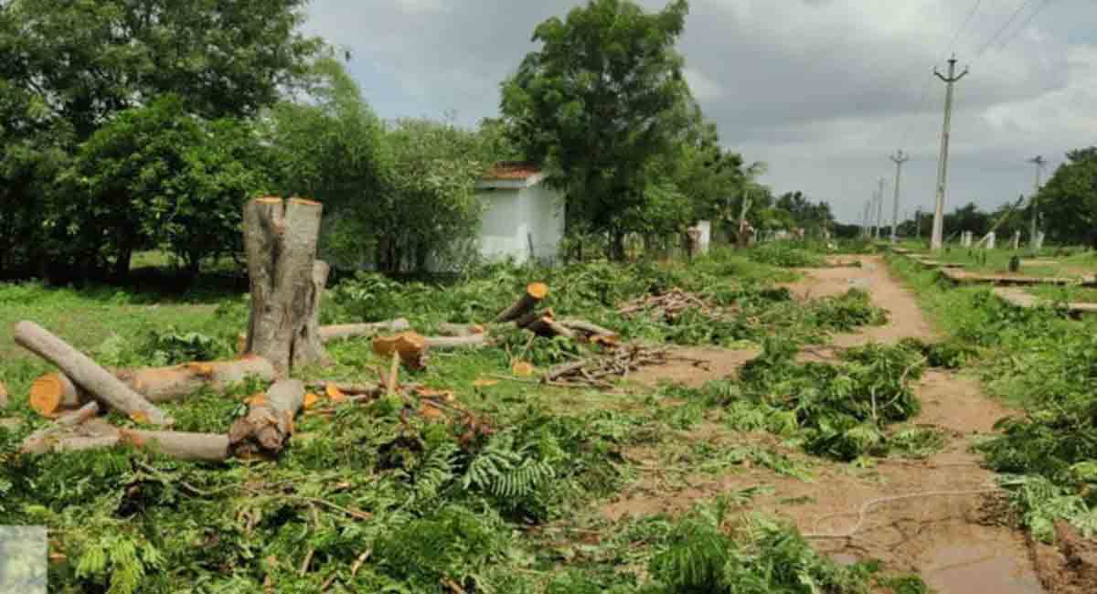 At least 3 trees felled every hour in Delhi in last 3 years: Govt data