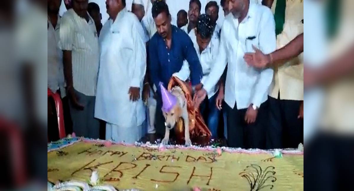 Watch: Grand party, 100 kg cake, this man made his furry friend feel super special on his birthday