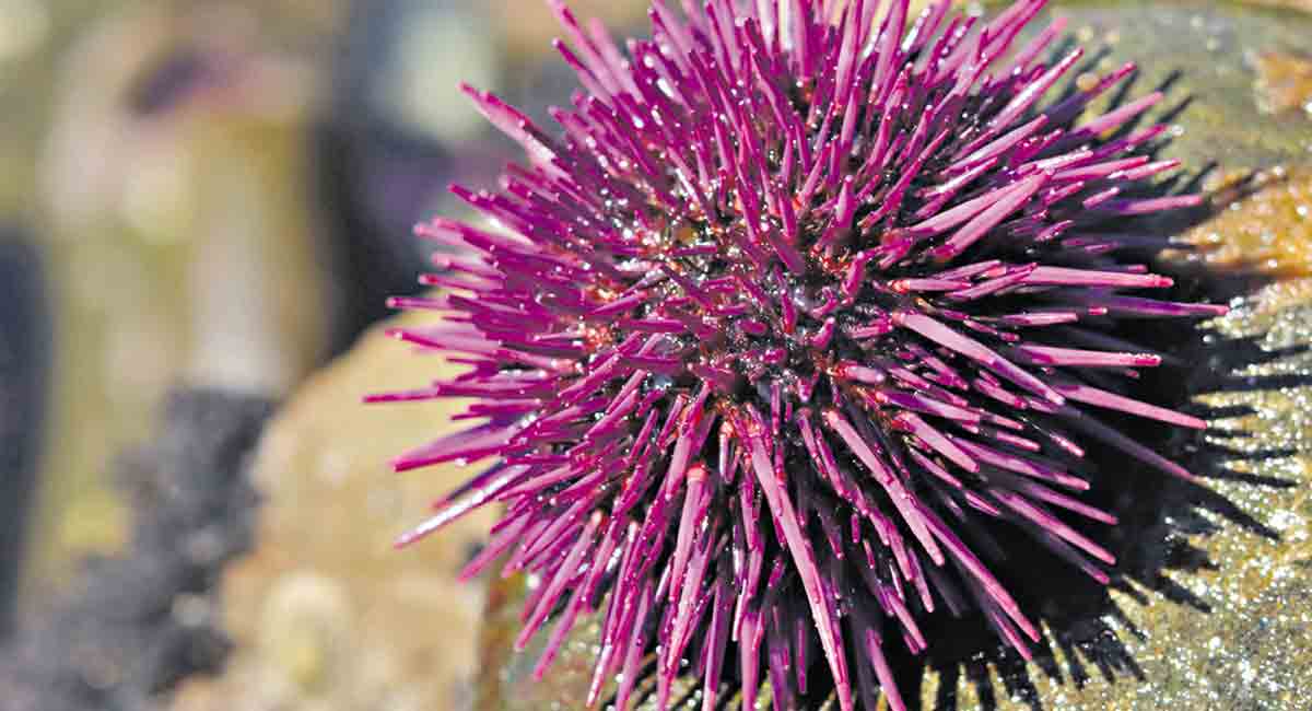 Observe the biological developments around you