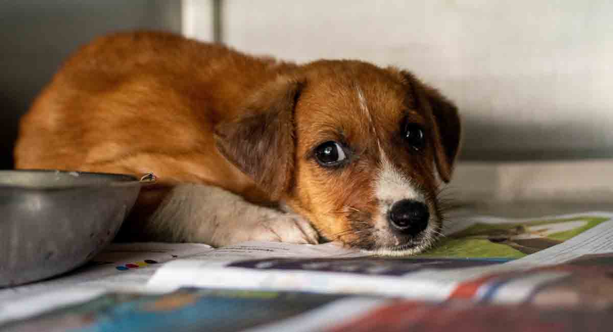 Dogs can detect Covid-19 faster than rapid antigen test: Study