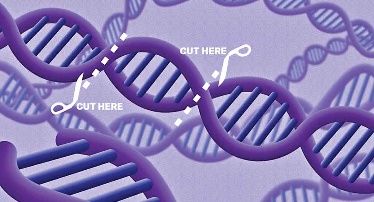 Health and Tech: CRISPR a tool to edit glitches in genes