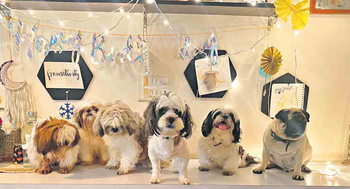 Hyderabad: Give your pet a paw-some time