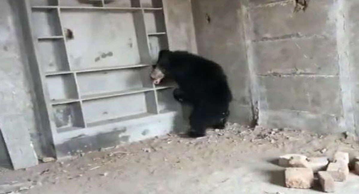 Sloth bear sighting creates flutter in Nirmal, panic grips villagers