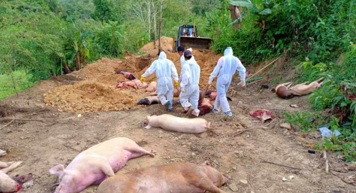 African swine flu: 190 pigs culled so far in Kerala’s Wayanad