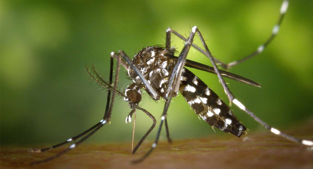Assam: Japanese Encephalitis claims 23 lives since April