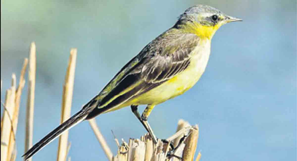 Hyderabad-based techie becomes first Telugu man to document 1,000 avian species