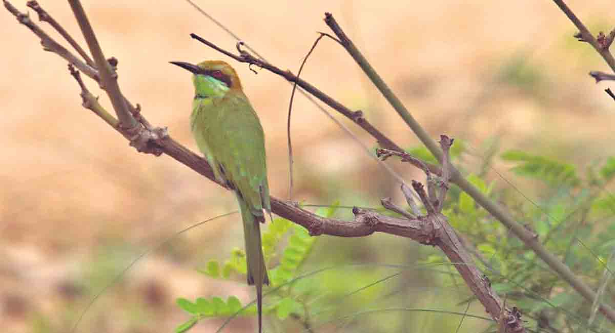 Know prominent details about wildlife, tribals and highways of Telangana