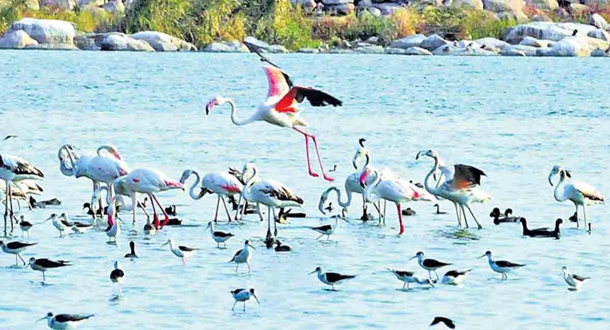 Test your knowledge on forest and wild life