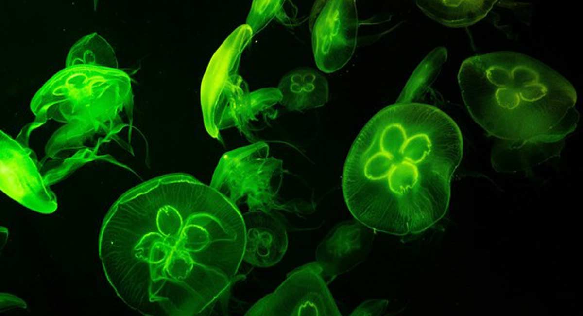 Cholera outbreak in Amravati claims 5 lives, total 181 cases