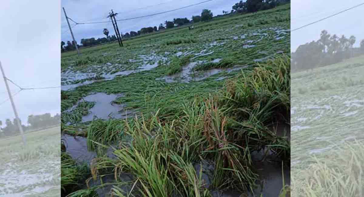 Standing crops in 30,000 acres damaged due to rains in Mancherial