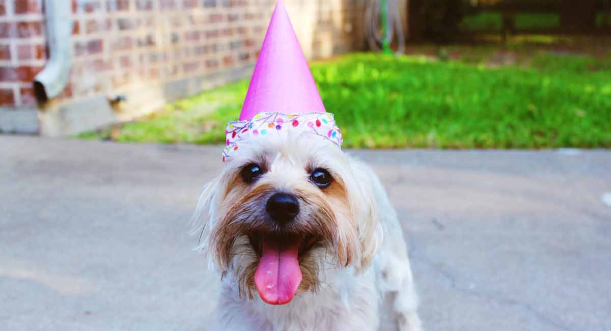 ‘Pawsome’ ways to celebrate your dog’s birthday