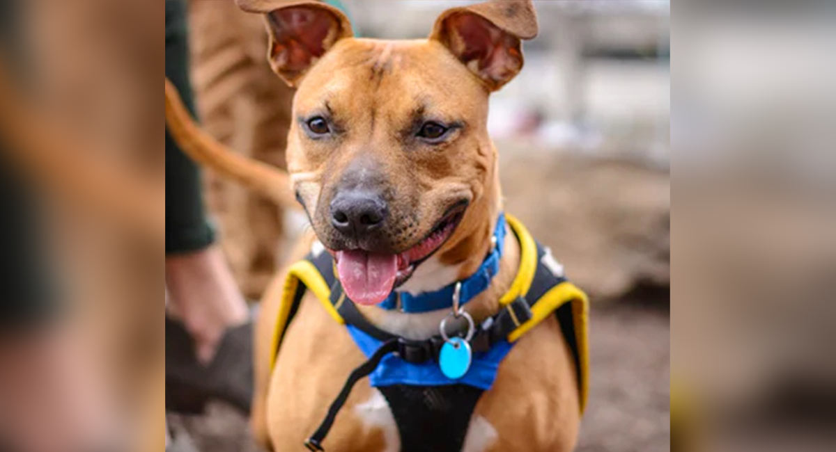 Elderly woman death case: Pit bull without licence, owner to face action