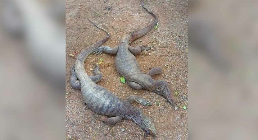 monitor lizards