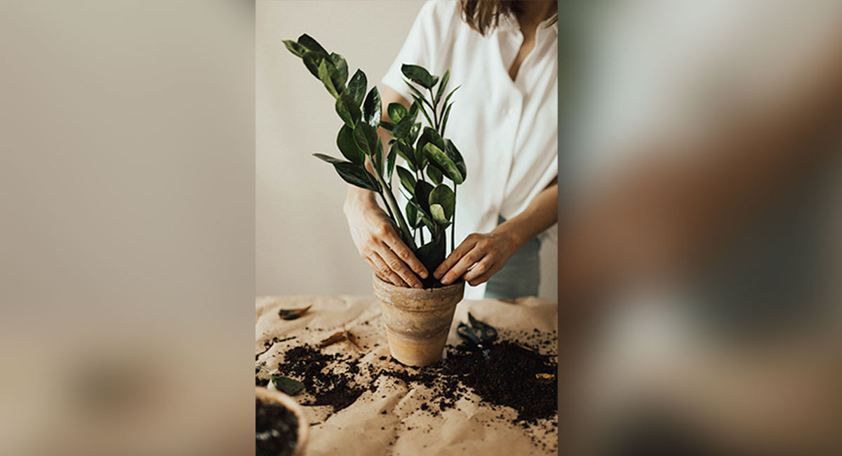 Gardening can promote better mental health: Study