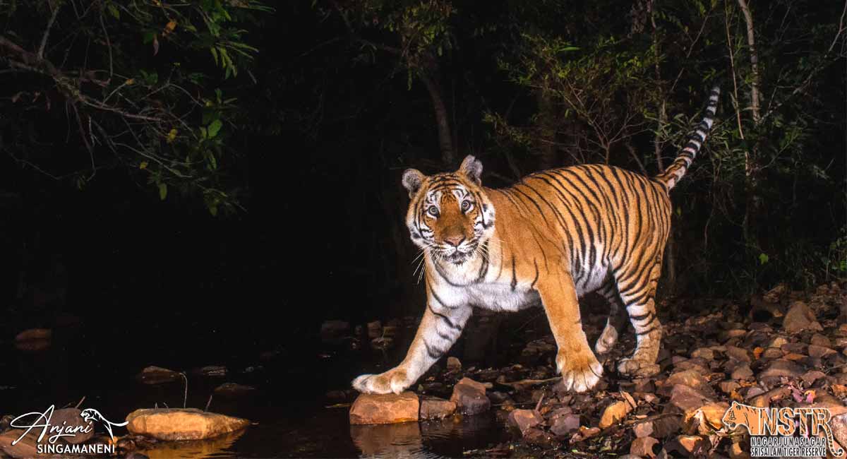 Getting tigers on camera with a wide angle lens