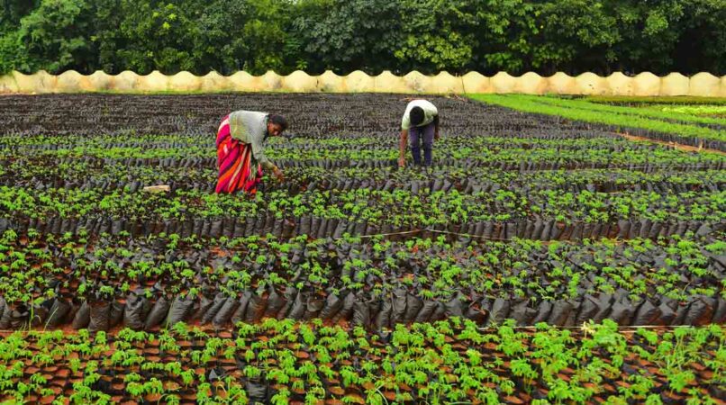 19.54 crore saplings to be planted during this Haritha Haram season