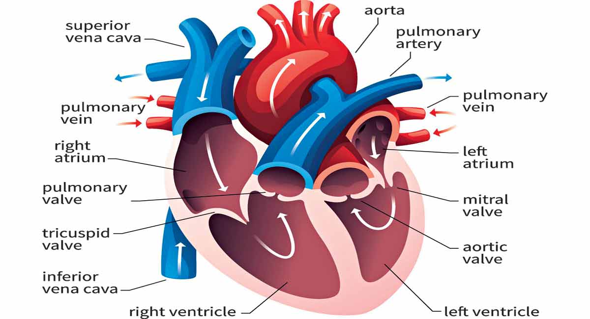 How does the heart function?-Telangana Today