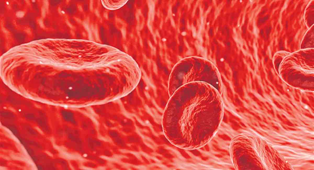 Understand the role of body fluids and circulation in human beings