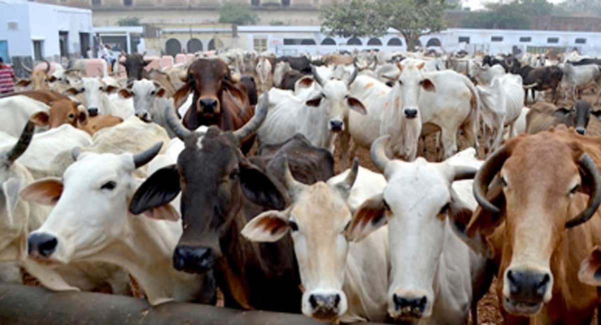 No cow slaughtering on Bakrid: Karnataka govt