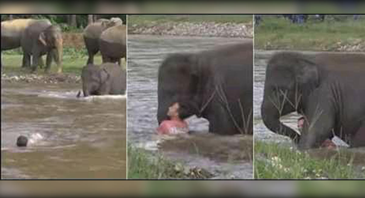 Old video of elephant running to save drowning man winning hearts again