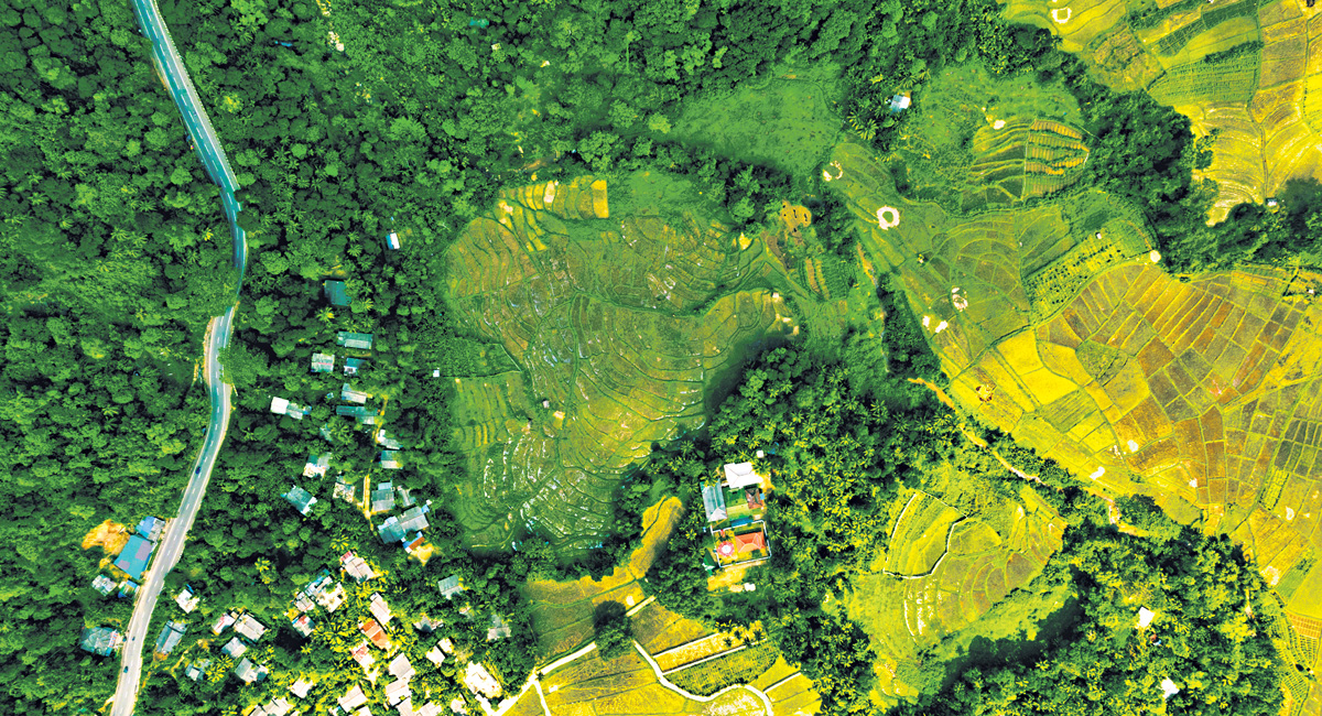 Opinion: Extinction on our plates