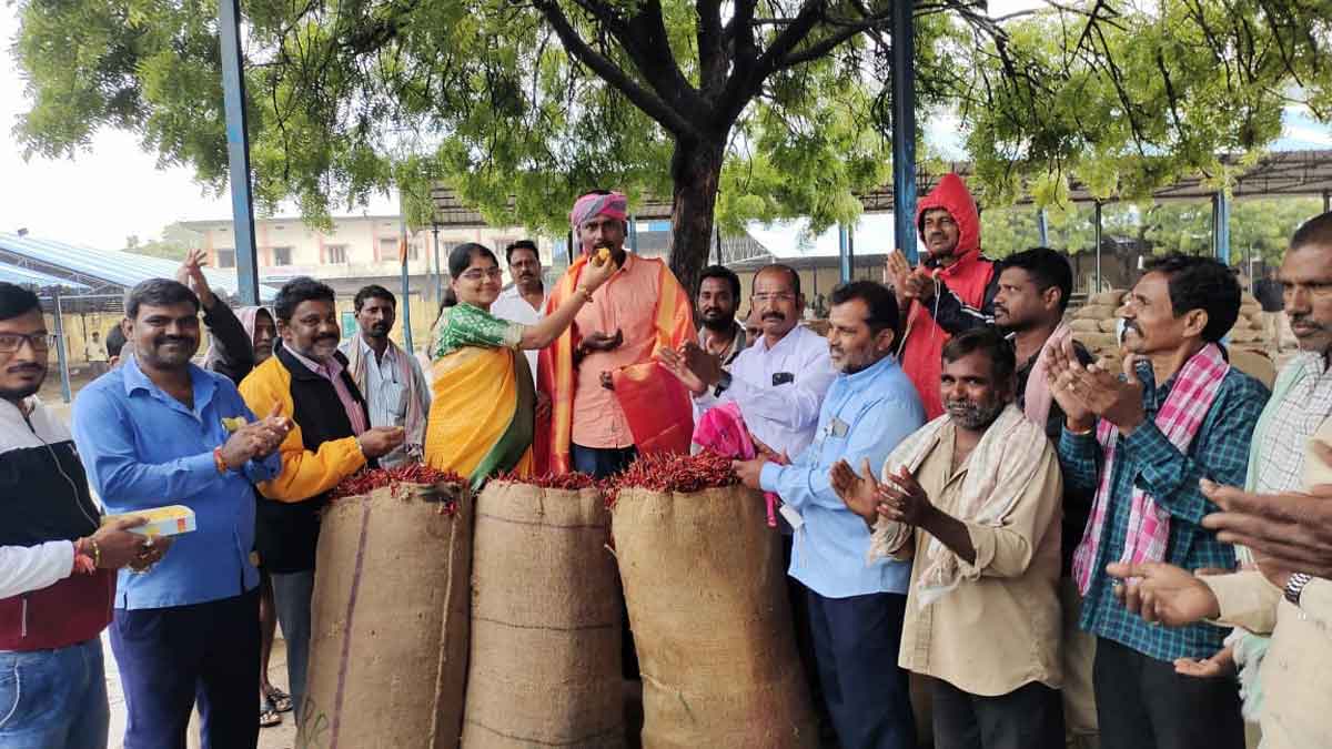 Teja variety chilli fetches record price of Rs 22,300 per quintal in Khammam