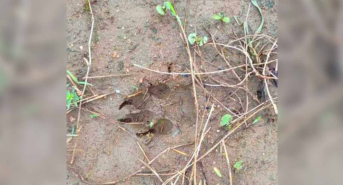 Three calves killed in Hyena attack in Bhongir