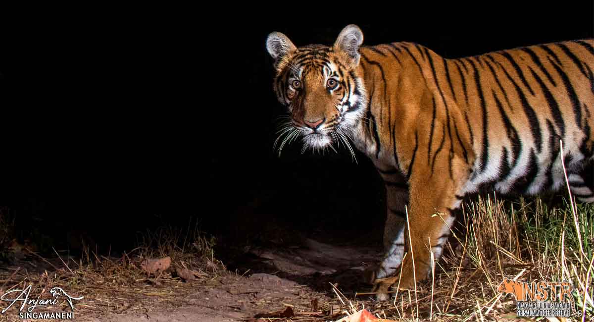 Getting tigers on camera with a wide angle lens
