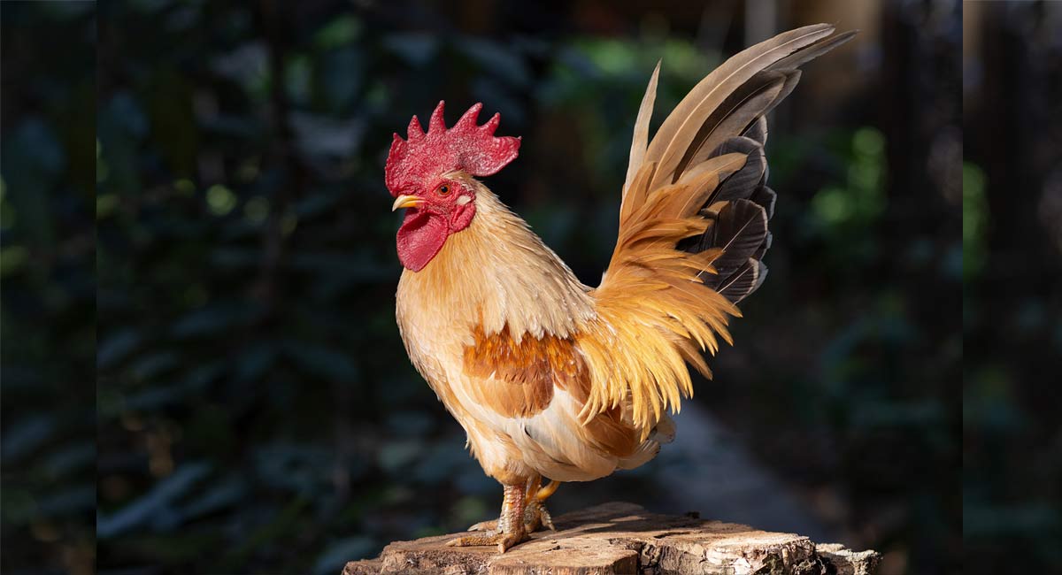 Uttar Pradesh family organises ‘terahvin’ to mourn death of pet rooster