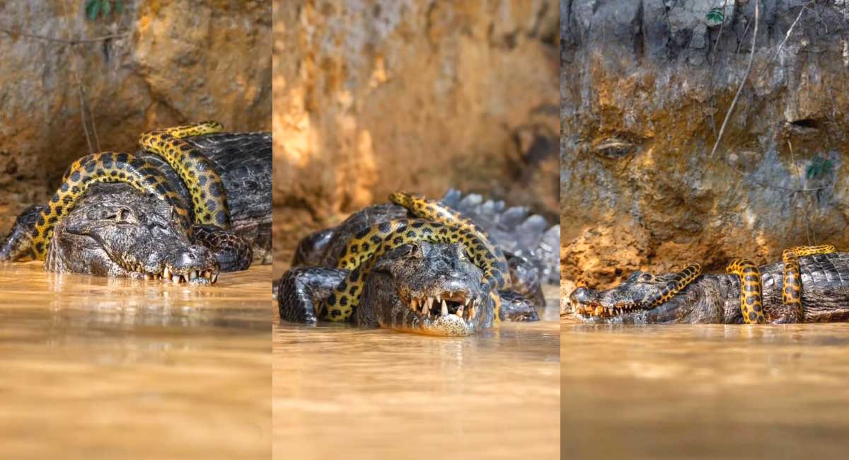 WATCH: Anaconda and Alligator Survival fight captured on cam; Internet guesses who won