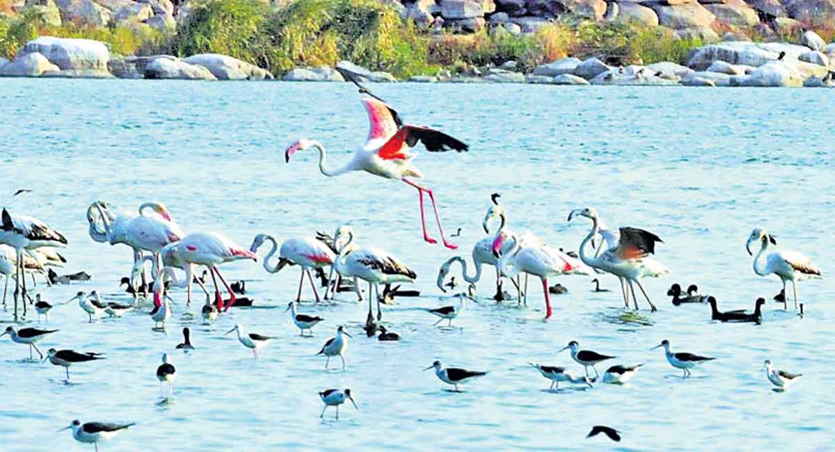 Test your knowledge on forest and wild life