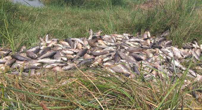 Rs 4 crore worth cage culture units washed away from Yellampalli