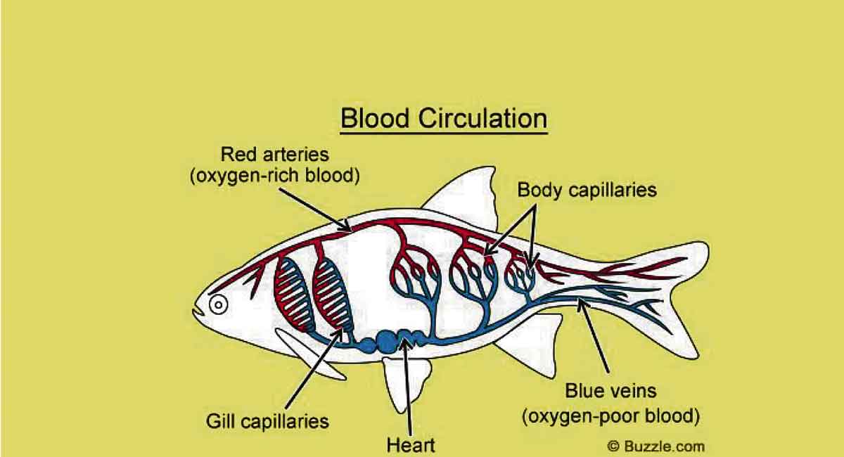 Understanding the functioning of blood circulatory system