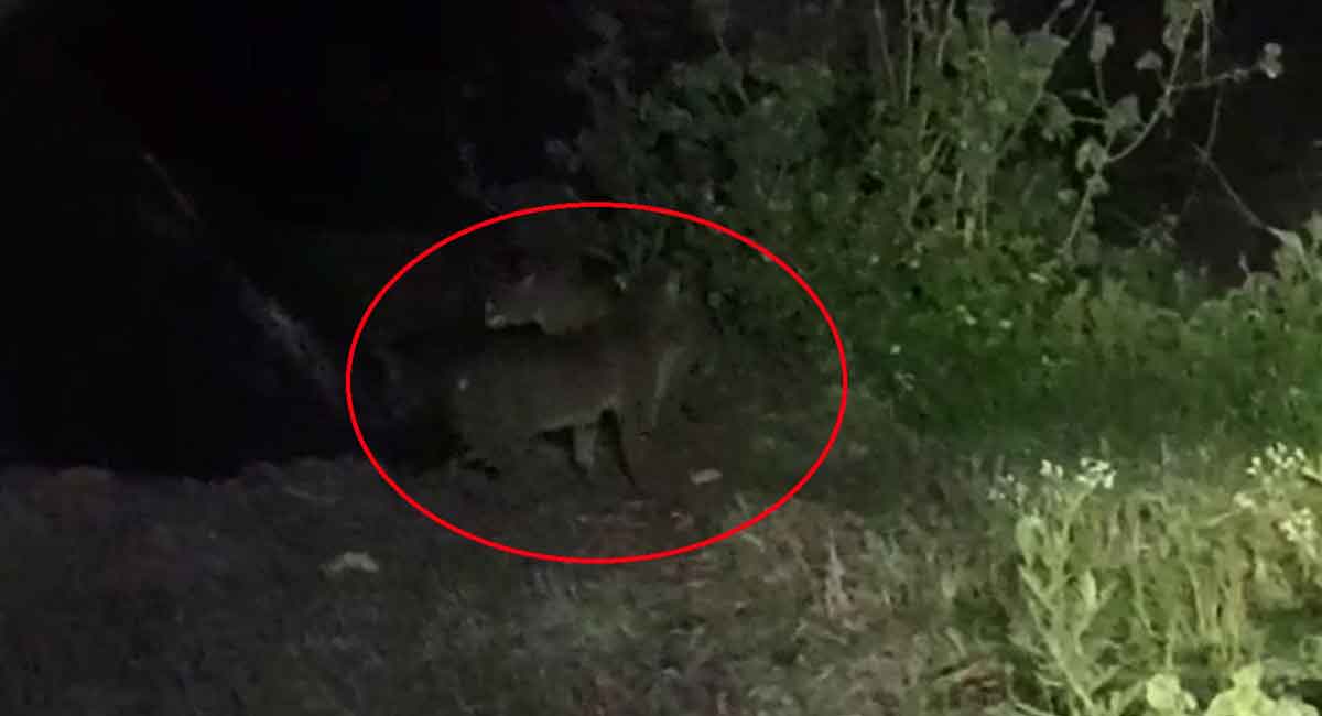 Watch: Two Leopards spotted in Siddipet district