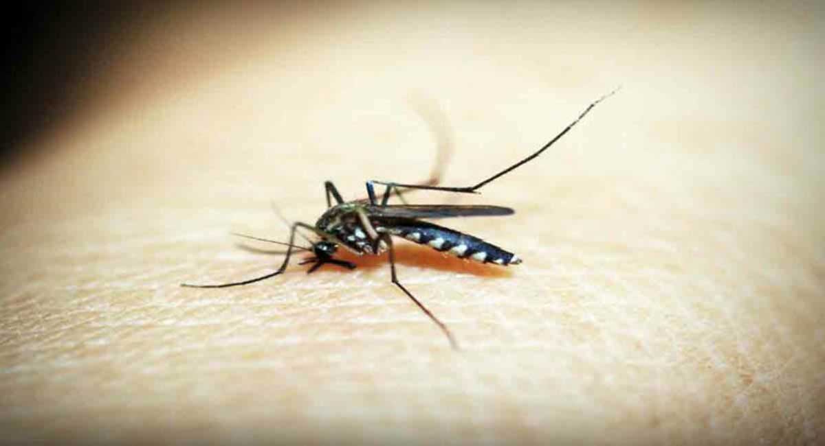 DNA test of mosquitoes helps police catch burglar in China
